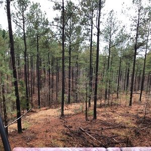 Meet your Posher, Bailey